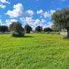 #24452 Terreno parzialmente edificabile vista mare con uliveto a Polignano a Mare