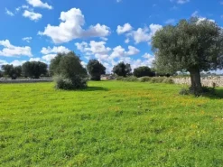 #24452 Terreno parzialmente edificabile vista mare con uliveto a Polignano a Mare