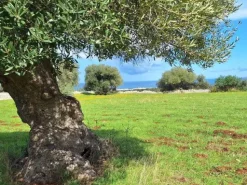 #24452 Terreno parzialmente edificabile vista mare con uliveto a Polignano a Mare