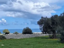 #24452 Terreno parzialmente edificabile vista mare con uliveto a Polignano a Mare