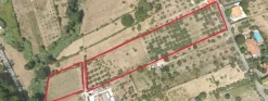 TERRENO ULIVETO AGRICOLO-FONTE NUOVA (RM)