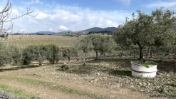 Vigneto e Oliveto Sa Misa a Soleminis
