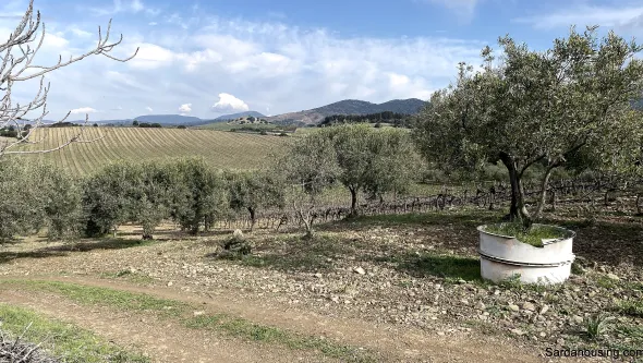 Vigneto e Oliveto Sa Misa a Soleminis