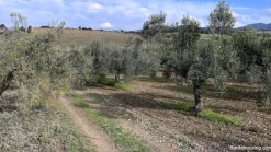 Vigneto e Oliveto Sa Misa a Soleminis