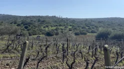 Vigneto e Oliveto Sa Misa a Soleminis