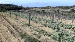 Vigneto e Oliveto Sa Misa a Soleminis