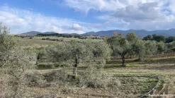 Vigneto e Oliveto Sa Misa a Soleminis