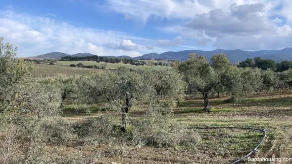Vigneto e Oliveto Sa Misa a Soleminis