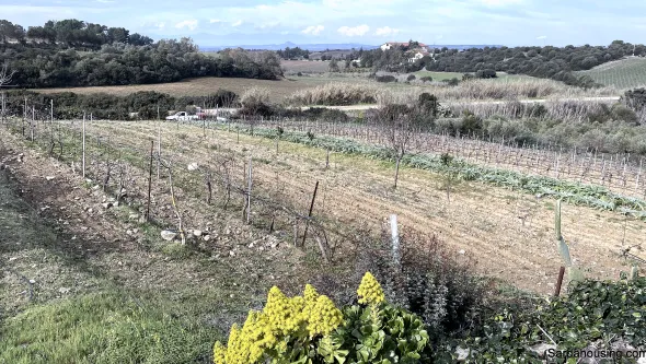 Vigneto e Oliveto Sa Misa a Soleminis